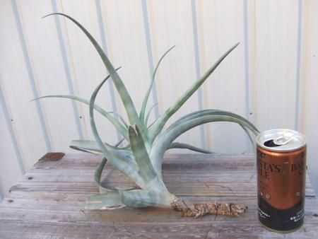 チランジア・フレクスオーサ - 植物と暮らす m-plant