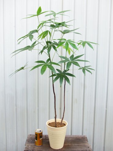 ピンポンの木 植物と暮らす M Plant