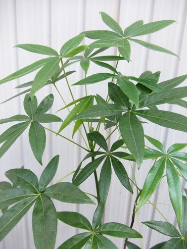 ピンポンの木 植物と暮らす M Plant