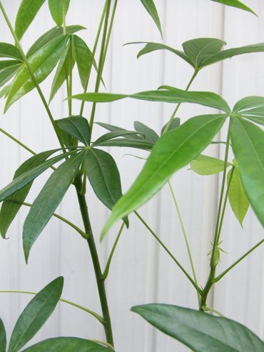 ピンポンの木 植物と暮らす M Plant