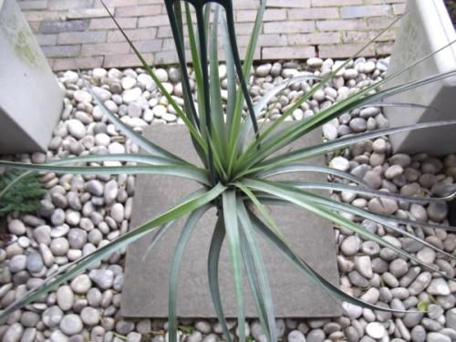 チランジア　Chacalapa x ファシクラータ チランジア・ファシクラータ LL - 植物と暮らす m-plant