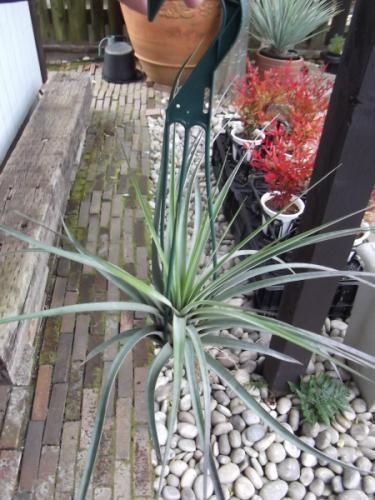 チランジア・ファシクラータ LL - 植物と暮らす m-plant