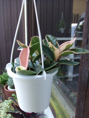 ホヤ カルノーサ リップカラー 吊り 植物と暮らす M Plant