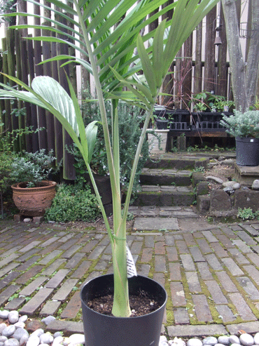 キングパーム 140ｃｍ - 植物と暮らす m-plant