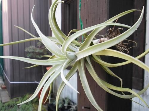 チランジア カピタータ 植物と暮らす M Plant チランジア カピタータ 植物と暮らす M Plant