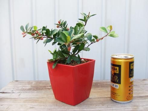 ハリツルマサキ・ハートツリー - 植物と暮らす m-plant