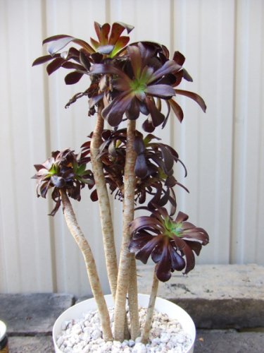 黒法師 植物と暮らす M Plant