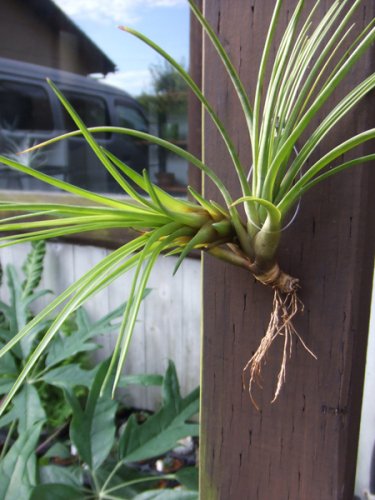 チランジア トリコロール メラノクラテル 植物と暮らす M Plant