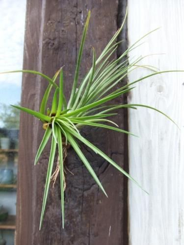 チランジア トリコロール メラノクラテル 植物と暮らす M Plant