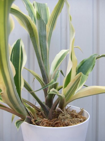 クリプタンサス ブロメリオイデス トリカラー 植物と暮らす M Plant