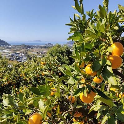 マル曽みかん