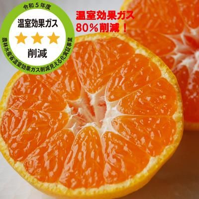 マル曽みかん