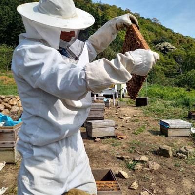 日本ミツバチの巣箱