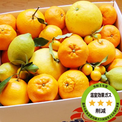 　特別栽培・低農薬<br>「柑橘詰め合わせ」 10kg