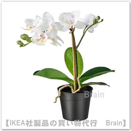 Fejka 人工観葉植物38 Cm Orchid ホワイト ｉｋｅａ通販オンラインbrain イケア社製品の買い物代行