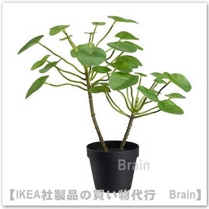 Fejka 人工観葉植物40 Cm ピレア ikea通販オンライン イケア社製品の通販 買い物代行 Brain Fejka 人工観葉植物40 Cm ピレア ikea通販オンライン イケア社製品の通販 買い物代行 Brain
