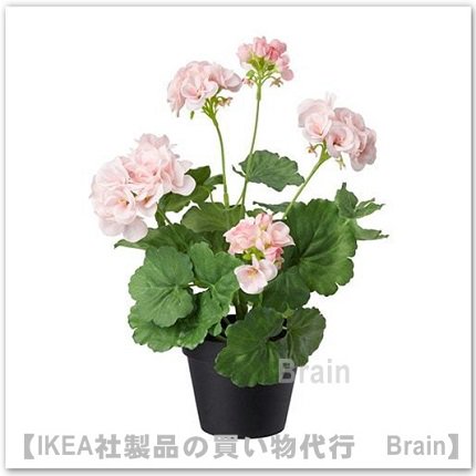 Fejka 人工観葉植物38 Cm ゼラニウム ピンク ｉｋｅａ通販オンライン イケア社製品の通販 買い物代行 Brain
