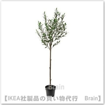 Fejka 人工観葉植物150 Cm オリーブ ｉｋｅａ通販オンラインbrain イケア社製品の買い物代行