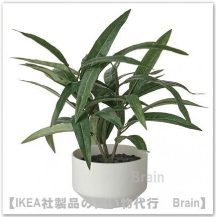 Fejka フェイカ 人工観葉植物 鉢カバー付き Cm キョウチクトウ ｉｋｅａ通販オンライン イケア社製品の通販 買い物代行 Brain