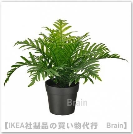 Fejka フェイカ 人工観葉植物21 Cm ポリポディウム ｉｋｅａ通販オンライン イケア社製品の通販 買い物代行 Brain