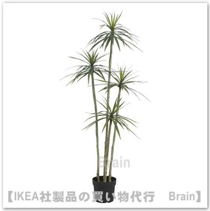 FEJKA/フェイカ：人工観葉植物180 cm（ドラセナ） - ＩＫＥＡ通販