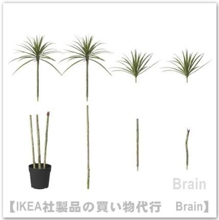 FEJKA/フェイカ：人工観葉植物180 cm（ドラセナ） - IKEA