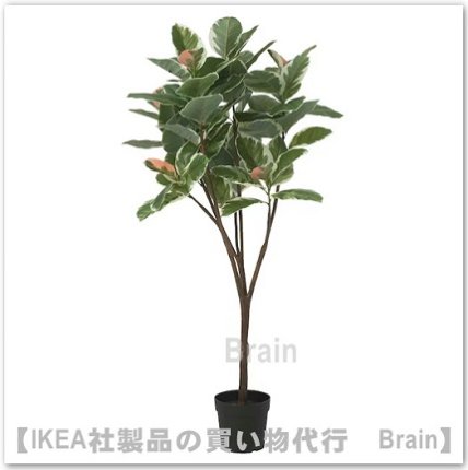 FEJKA/ե͹տʪ170 cmRubber plant