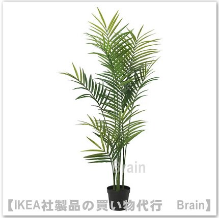 FEJKA/フェイカ：人工観葉植物180 cm（ケンチャヤシ） - ＩＫＥＡ通販オンライン/イケア社製品の通販・買い物代行【Brain】