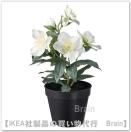 <img class='new_mark_img1' src='https://img.shop-pro.jp/img/new/icons8.gif' style='border:none;display:inline;margin:0px;padding:0px;width:auto;' />VINTERFINT/¥ô¥£¥ó¥Æ¥ë¥Õ¥£¥ó¥È¡§¿Í¹©´ÑÍÕ¿¢Êª ¼¼Æâ/²°³°ÍÑ29 cm¡Ê¥¯¥ê¥¹¥Þ¥¹¥í¡¼¥º/¥Û¥ï¥¤¥È ¡Ë