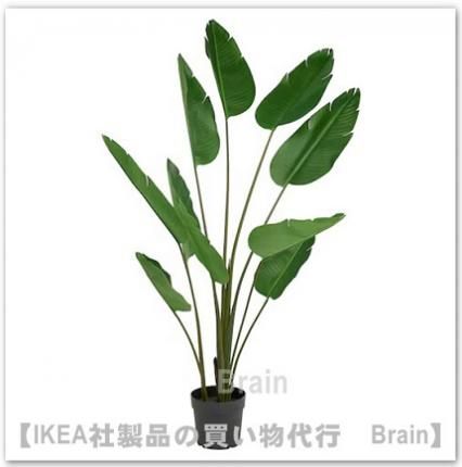 IKEA フェイカ　180cm Amazon｜IKEA/イケア FEJKA/フェイカ：人工観葉植物180 cm