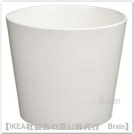SOJABÖNA/ܥʡȭС12 cm(ۥ磻)