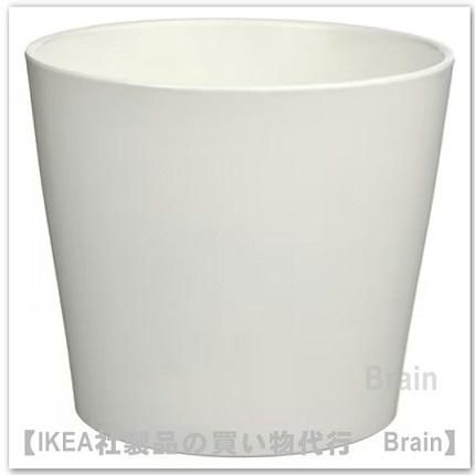 SOJABÖNA/ܥʡȭС15 cm(ۥ磻)