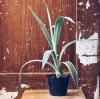 ȥꥨοʪ /  006ATELIER PLANTS / AGAVE 006<img class='new_mark_img2' src='https://img.shop-pro.jp/img/new/icons5.gif' style='border:none;display:inline;margin:0px;padding:0px;width:auto;' />