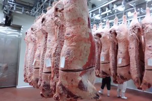 牛肉の安全性