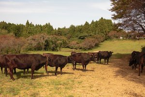 和牛と国産牛の違いや、交雑種について ブランド牛の能登牛