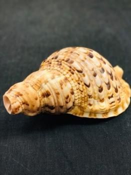 法螺貝 ホラ貝 24cm 民族楽器コイズミ 法螺貝 ホラ貝 24cm 民族楽器コイズミ