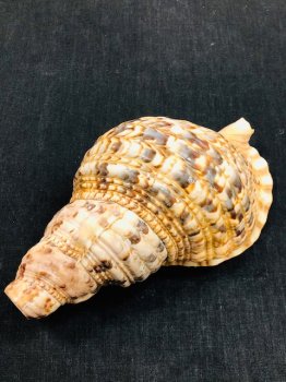 法螺貝 ホラ貝 29ｃｍ 民族楽器コイズミ