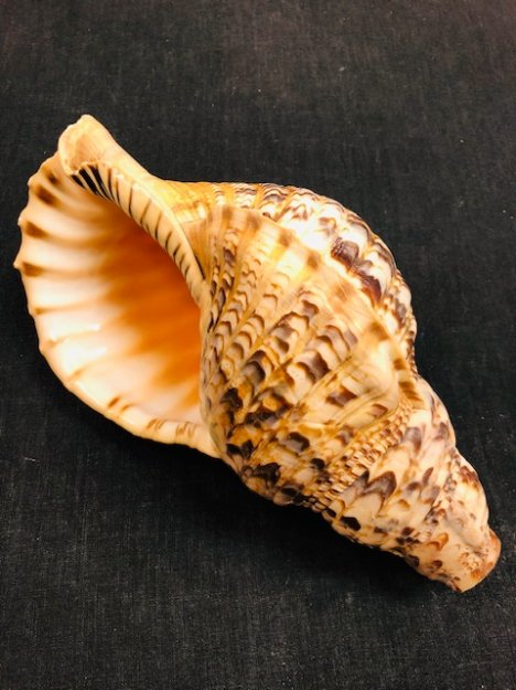 法螺貝 特大 約20~31cm ほら貝 ホラ貝 貝殻 巻貝 天然貝 置物+