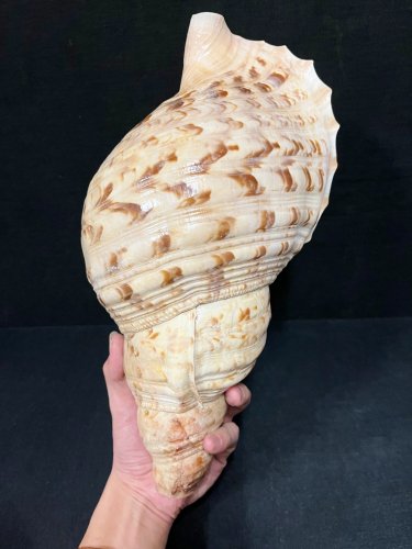 法螺貝（ほらがい）全長約34cm/L1