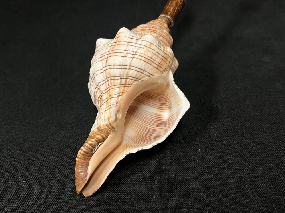 貴重！アラフラオオニシ 53cm 美品 オブジェ 置物 貝