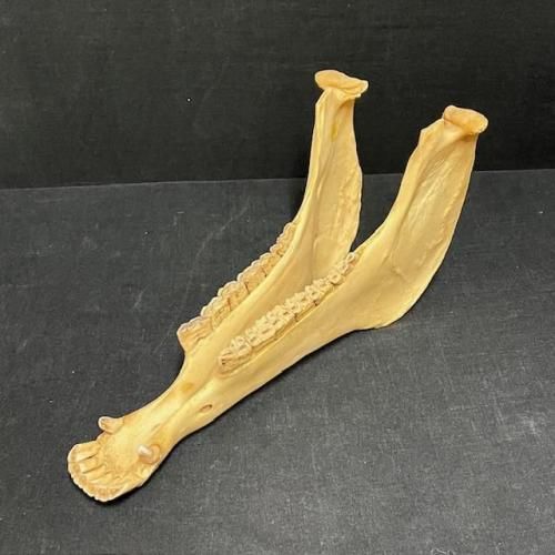 <img class='new_mark_img1' src='https://img.shop-pro.jp/img/new/icons55.gif' style='border:none;display:inline;margin:0px;padding:0px;width:auto;' />ϡquijada11ڥ롼