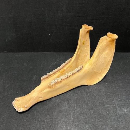 <img class='new_mark_img1' src='https://img.shop-pro.jp/img/new/icons55.gif' style='border:none;display:inline;margin:0px;padding:0px;width:auto;' />ϡquijada12ڥ롼