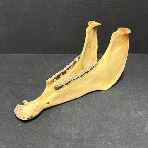 <img class='new_mark_img1' src='https://img.shop-pro.jp/img/new/icons55.gif' style='border:none;display:inline;margin:0px;padding:0px;width:auto;' />ϡquijada14ڥ롼