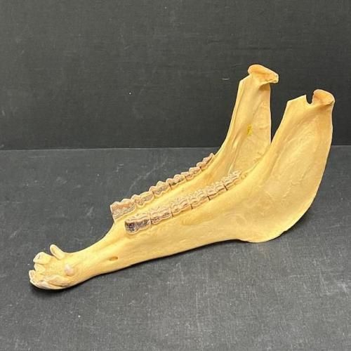 <img class='new_mark_img1' src='https://img.shop-pro.jp/img/new/icons55.gif' style='border:none;display:inline;margin:0px;padding:0px;width:auto;' />ϡquijada15ڥ롼