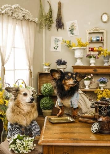 満員 5 15 土 Little Mili撮影会 小さなお花屋さん Buddybelt バディーベルト 犬用品は吉祥寺のペットサロン シアンドゥ シュシュ 満員 5 15 土 Little Mili撮影会 小さなお花屋さん Buddybelt バディーベルト 犬用品は吉祥寺のペットサロン シアンドゥ シュシュ