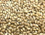 令和5年産「イチバンボシ」六条裸麦（うるち麦）種子 30kg