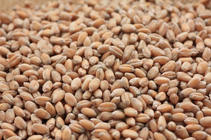 16200円 特売 令和4年産 小麦 ふくさやか 種子 26kg 16200円 特売 令和4年産 小麦 ふくさやか 種子 26kg