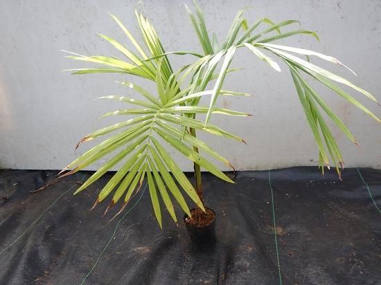 アサイーパームの近縁種☆ジュサラヤシ苗 - 植物と雑貨のセレクト