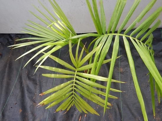 アサイーパームの近縁種☆ジュサラヤシ苗 - 植物と雑貨の