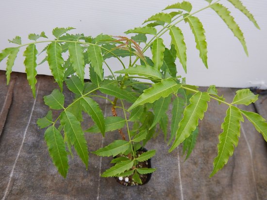 インドセンダン ニーム苗 植物と雑貨のセレクトショップ 石垣島 シャンティ ガーデン